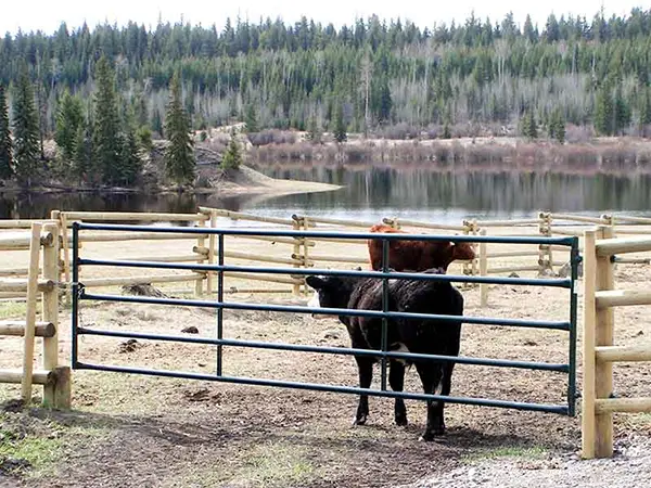 Cattle Gate 