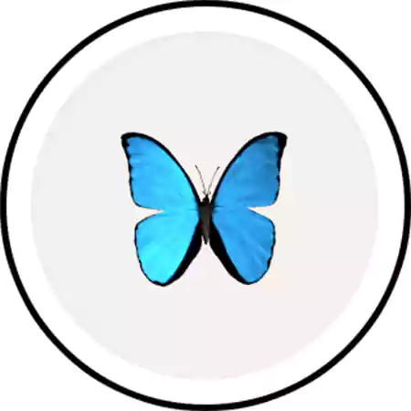 Butterfly Frame Lens